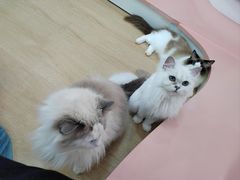 -1013 PET SHOP 宠物商店(近铁城市广场店)