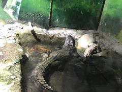 -上海大自然野生昆虫馆(东方明珠·爬宠昆虫探索中心)
