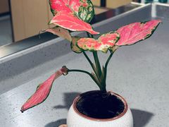 -海底捞火锅(北京路店)