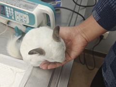 -瑞派·关忠动物医院·异宠专科·犬猫肿瘤·皮肤专科(望京店)