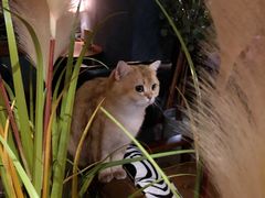 -咖法森林·咖啡  酒吧(天河店)