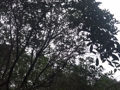 -安仁古镇