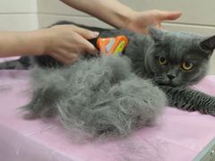 -北京观赏动物医院·24小时大型综合·猫专科·异宠专科