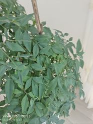 -HEYAN荷妍专业脱毛连锁机构
