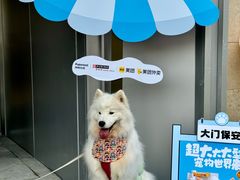 -帕帕拉兹宠物(亚洲旗舰店)