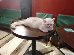 -猫色咖啡·猫咖