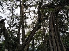 -瑞丽独树成林风景区