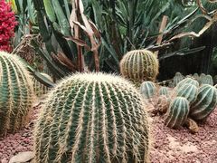 -呀路古热带植物园