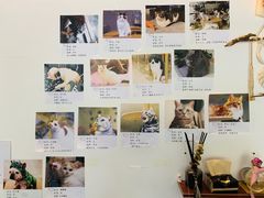-平行世界·猫咖(首经贸店)