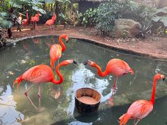 -海南热带野生动植物园