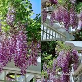 北京紫藤观赏攻略｜8大最佳宝藏地