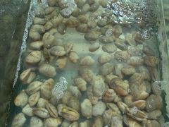 豪华海鲜拼盘-渔家火锅·海鲜自助餐·演艺(亚龙湾天域酒店)