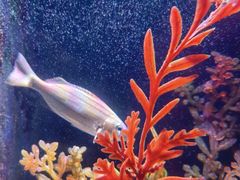 -悉尼海洋生物水族馆