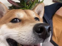 -美联众合动物医院·24h转诊中心
