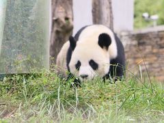 -卧龙中华大熊猫苑神树坪基地
