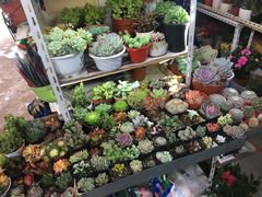 -万商花鸟市场