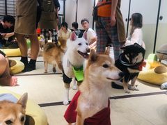-逗柴咖啡屋·狗咖猫咖宠物桌游