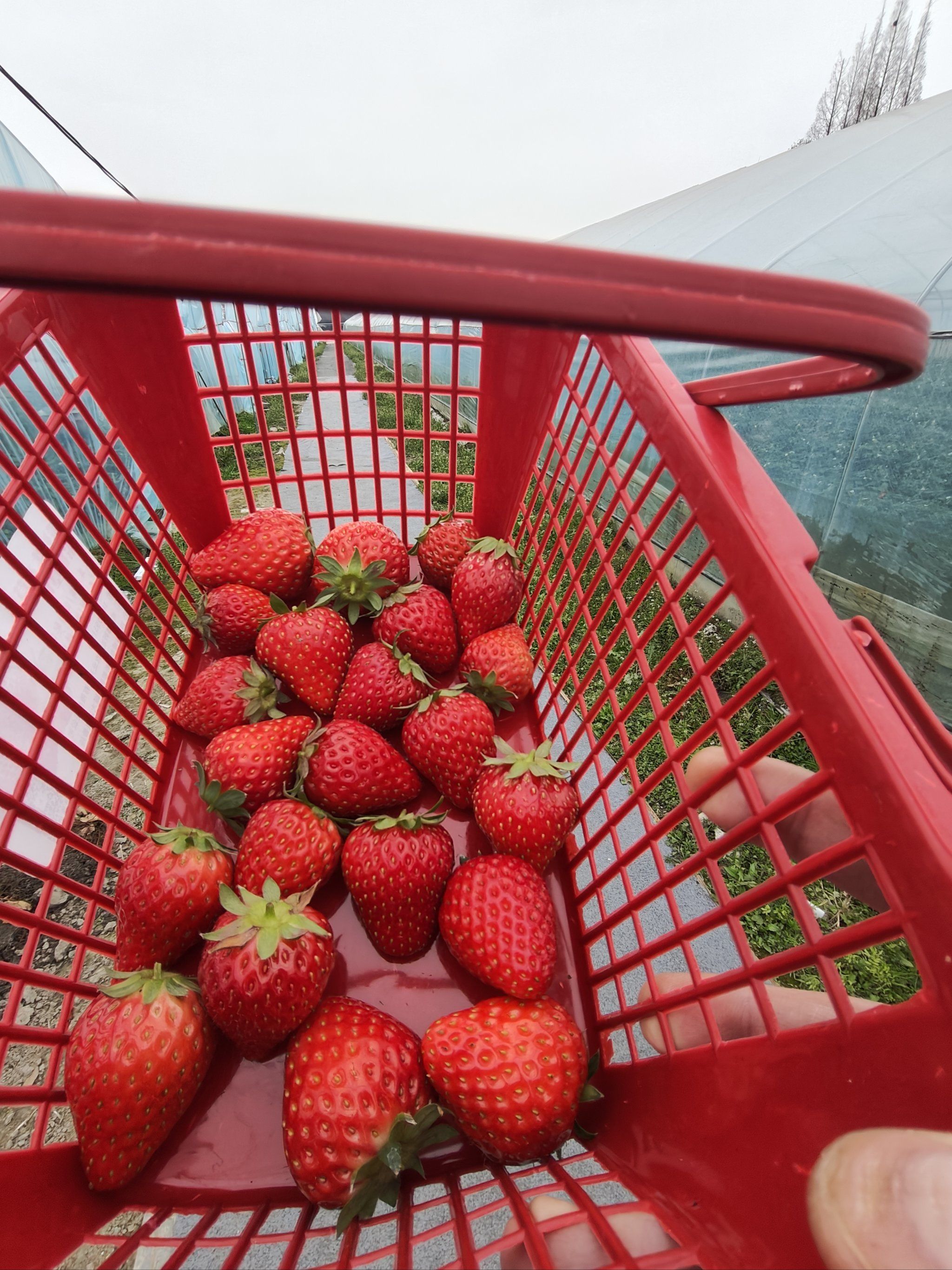 位于新都的莓好生态草莓采摘园