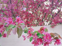 -南海子公园