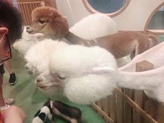 -藦茜花园宠物主题亲子互动体验馆(国顺东路店)