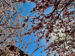 -桃花堤公园