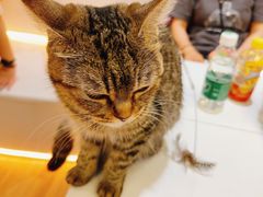 -COLOR PETS 撸猫馆·购猫·猫咖(长风大悦城店)