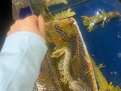 -东江海鲜酒家(艺都分店)