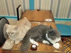 -猫小院猫主题咖啡厅(北锣店)