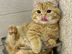 -猫岛主趣味餐厅(鼓浪屿店)