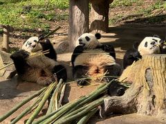 -都江堰中华大熊猫苑
