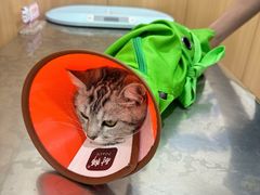 -米苏动物医院·犬猫专科·骨科外科内窥镜