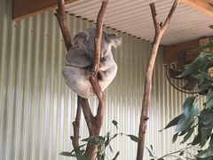 -费瑟代尔野生动物园