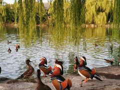 -北京大学百年讲堂