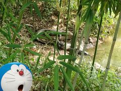 -中国扬子鳄村