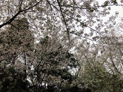 -武汉大学-樱园