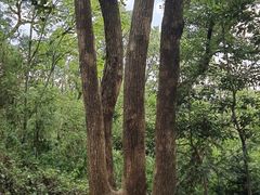 -上海佘山国家森林公园天马山园