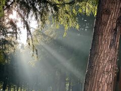 -黄海国家森林公园