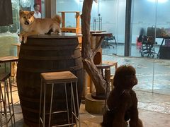 -more than meow吴止猫主题餐厅(承德 中船汇店)