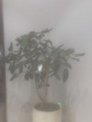 -禾丽康美医疗美容医院