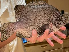 -镹·鱼料理  国产鱼使用店