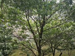 -火炉山森林公园