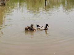 -盐城丹顶鹤湿地生态旅游区