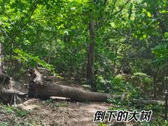 -紫金山山顶公园