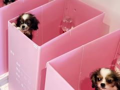 -翊宠yipet猫狗购宠庄园犬舍•猫舍