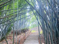 -黄埔油麻山森林公园