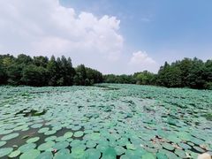 -东湖落雁景区
