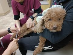 -美联众合动物医院·24h转诊中心