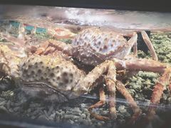 -盒马鲜生(曜一城店)