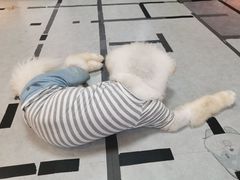 -汪说·狗咖(旺城大厦店)
