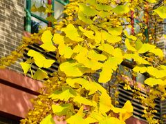 -四川大学(华西校区)